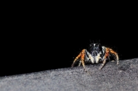 Un saltatore sul balcone di casa