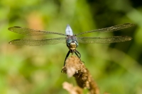 Libellula