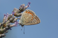 Aricia agestis