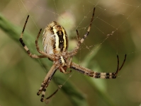 argiope