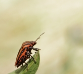 graphosoma lineatum italicum