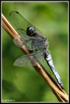 libellula