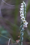 Spiranthes spiralis