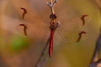 Sympetrum Pedemontanum maschio