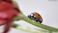 A salire c’è più speranza