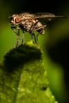 the fly