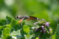 Macroglossum stellatarum