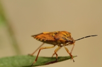 corpocoris pudicus