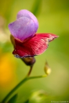 Lathyrus odoratus ...credo