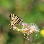 Iphiclides podalirius