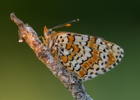 Melitaea all'alba