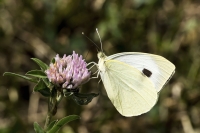 Pieris manni