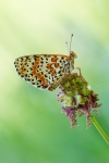 Melitaea Didyma