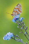 melitaea Telona (phoebe)