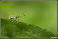 :: WEEVIL ::