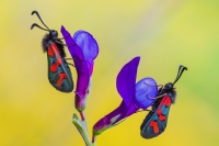 coppia di zygaena sp