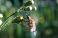 Bombyllus sp