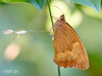 Macro farfalla