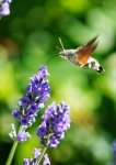 macroglossum