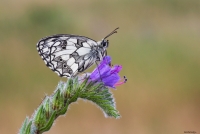 Melanargia-galathea