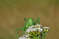 "Conocephalus Discolor"