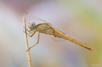 Crocothemis erythraea