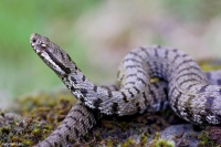 vipera aspis