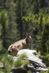 Camoscio nel parco naturale Puez Odle