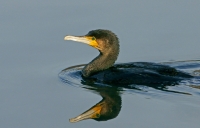 cormorano