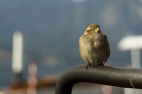 beato al sole d'autunno