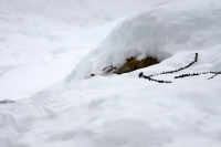 Mimetismi invernali