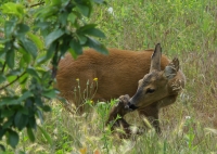 Bambi con mamma