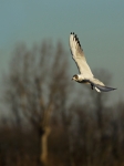 gabbiano in volo