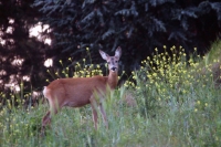 Capriolo 15.05.14