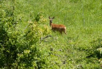 Capriolo Maschio