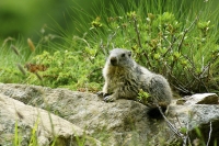 Marmotta