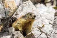 Marmotta