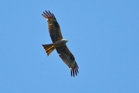 falco di palude