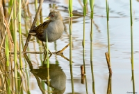 Schiribilla-(Porzana Parva)