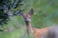 Capriolo guardingo