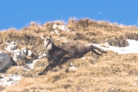 Giovane camoscio al volo croppato