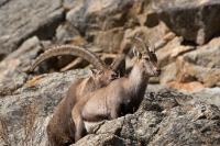 Amori di alta quota