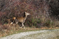 Cerbiatta sul sentiero