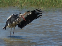 cicogne di camargue