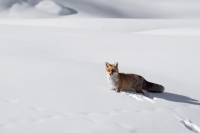 [natura fauna]  In neve fresca