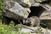 Marmotta - laghetti di Ponteranica