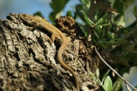 Lucertolina