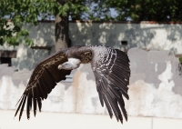 dimostrazione di volo del falco