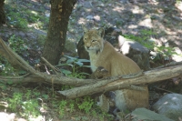 Lince