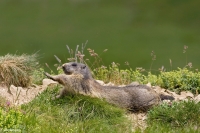 Stretching-della-Marmotta